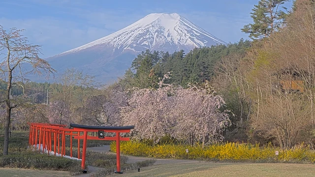 忍野しのびの里